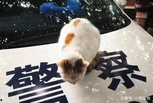 吃瓜群众流浪猫视频,吃瓜群众视角下的温馨瞬间