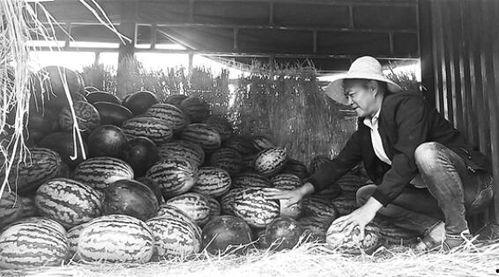 太谷吃瓜群众,吃瓜群众的热议焦点