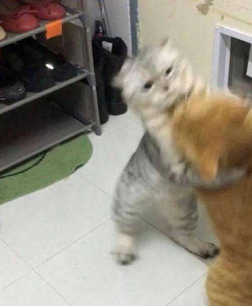 吃瓜群众猫咪打架是真的吗,猫咪打架现象的真实原因